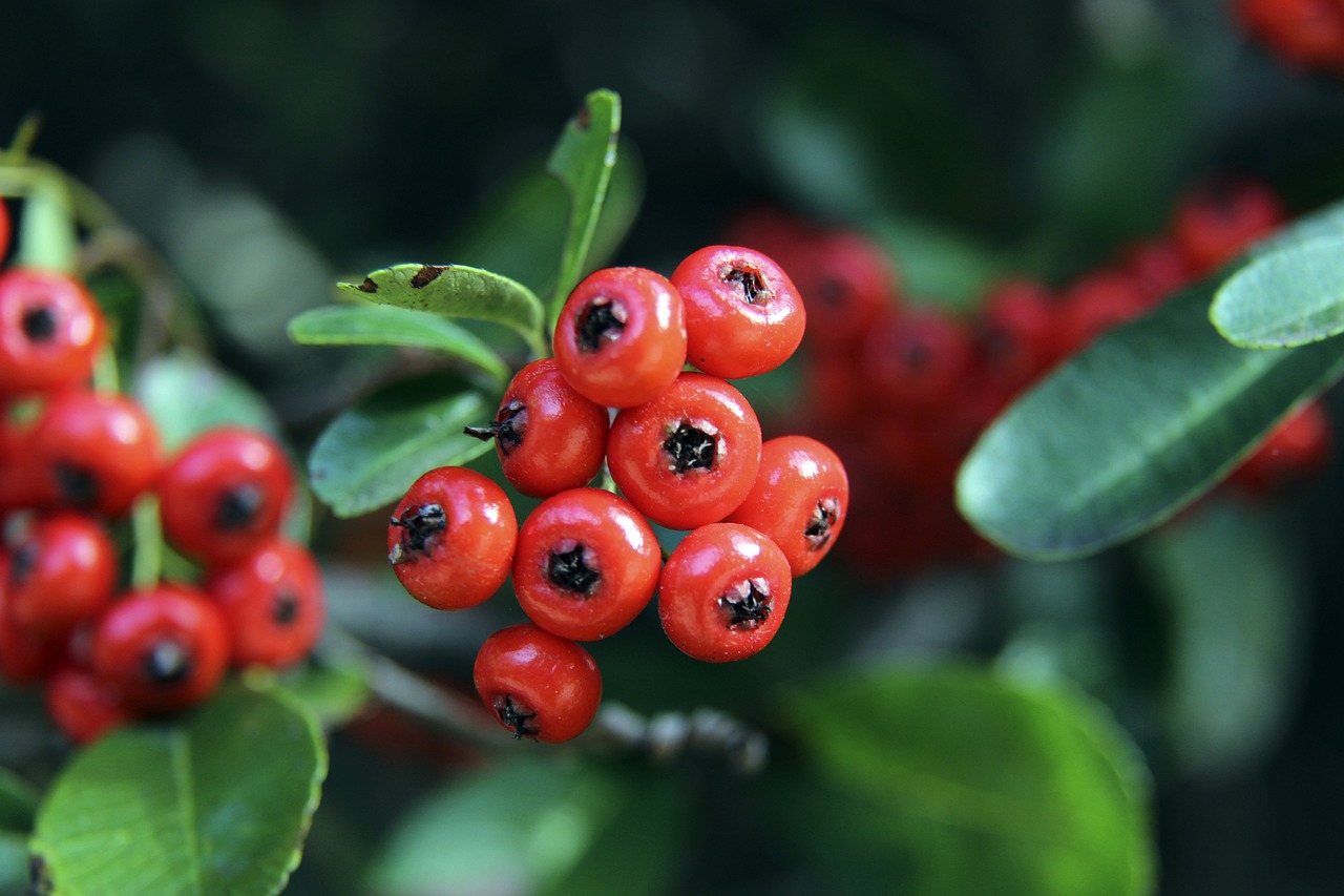 激烈的马德 激烈的马德